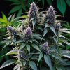 Auto Blueberry Dream – Bild 4