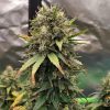 Afghan Kush Automatic