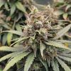 Afghan Kush Automatic – Bild 2