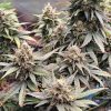 Afghan Kush Automatic – Bild 3
