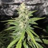 AK 47 Automatic