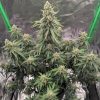 AK 47 Automatic – Bild 2