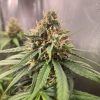 AK 48 Automatic