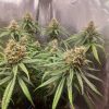 AK 48 Automatic – Bild 2