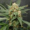 Amnesia Automatic