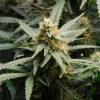 Amnesia Automatic – Bild 2