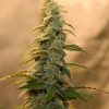 Amnesia Lemon Automatic