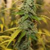 Amnesia Lemon Automatic – Bild 2