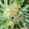 Amnesia XXL Automatic