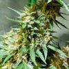 Amnesia XXL Automatic – Bild 2